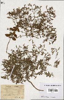 spécimen de Saponaria ocymoides
