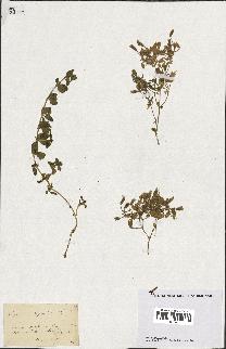 spécimen de Saponaria ocymoides