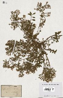 spécimen de Saponaria ocymoides