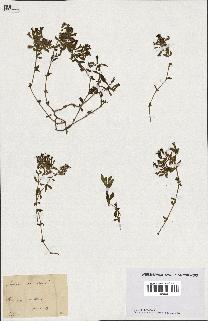 spécimen de Saponaria ocymoides