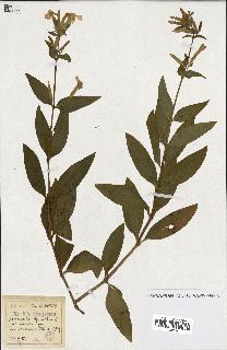 spécimen de Saponaria officinalis