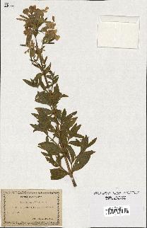 spécimen de Saponaria officinalis