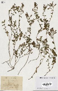 spécimen de Saponaria ocymoides