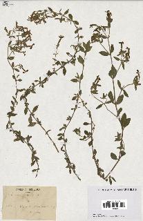spécimen de Saponaria ocymoides