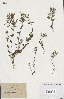 spécimen de Saponaria ocymoides