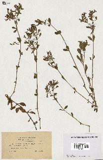 spécimen de Saponaria ocymoides