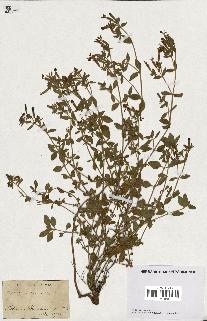 spécimen de Saponaria ocymoides