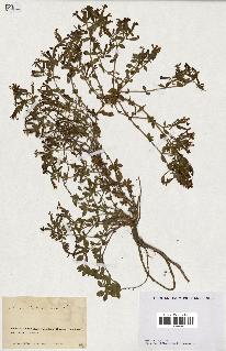 spécimen de Saponaria ocymoides