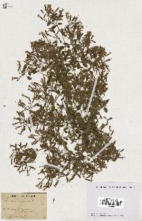 spécimen de Saponaria ocymoides