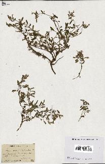 spécimen de Saponaria ocymoides