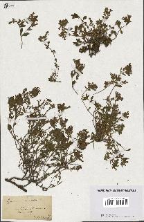 spécimen de Saponaria ocymoides