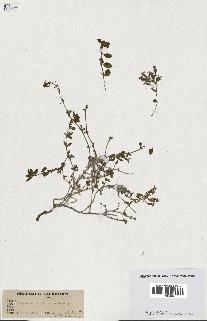 spécimen de Saponaria ocymoides