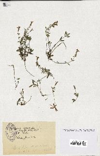 spécimen de Saponaria ocymoides
