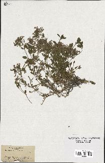 spécimen de Saponaria ocymoides