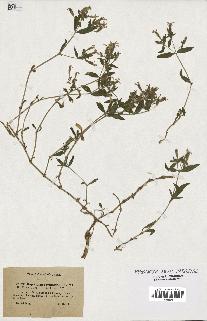 spécimen de Saponaria ocymoides