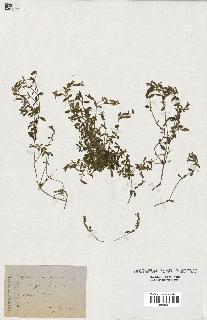 spécimen de Saponaria ocymoides