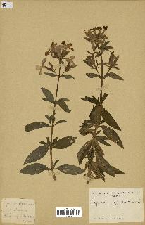 spécimen de Saponaria officinalis