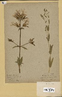 spécimen de Saponaria officinalis