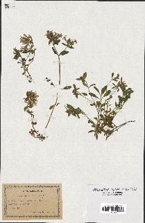 spécimen de Saponaria officinalis