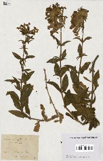 spécimen de Saponaria officinalis