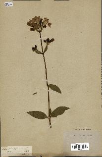 spécimen de Saponaria officinalis