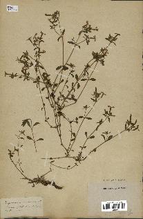 spécimen de Saponaria ocymoides