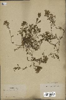 spécimen de Saponaria ocymoides
