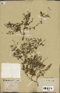 spécimen de Saponaria ocymoides