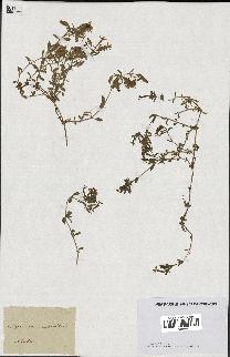 spécimen de Saponaria ocymoides