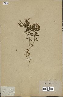 spécimen de Saponaria ocymoides