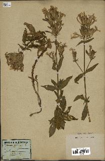 spécimen de Saponaria officinalis