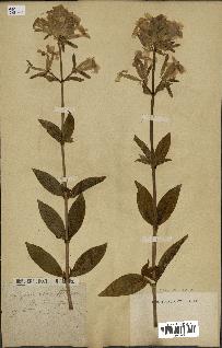 spécimen de Saponaria officinalis