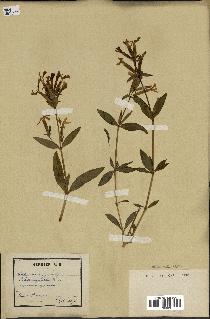 spécimen de Saponaria officinalis