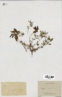spécimen de Saponaria ocymoides