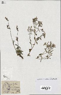 spécimen de Saponaria ocymoides