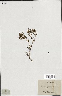spécimen de Saponaria ocymoides