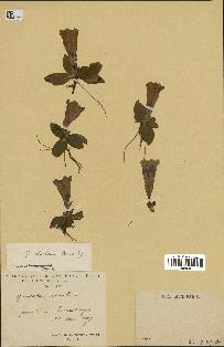 spécimen de Gentiana kochiana