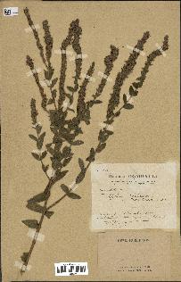 spécimen de Lythrum salicaria