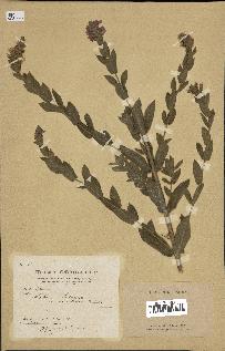 spécimen de Lythrum salicaria