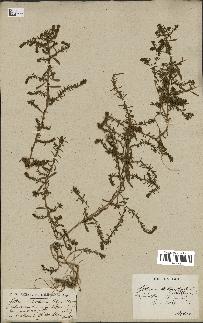 spécimen de Lythrum tribracteatum