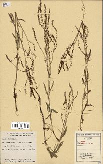 spécimen de Rumex acetosella