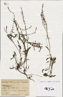 spécimen de Rumex acetosella