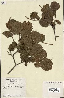 spécimen de Coccoloba leoganensis