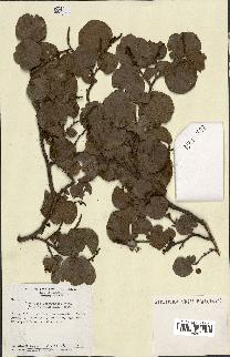 spécimen de Coccoloba leoganensis