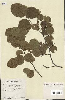 spécimen de Coccoloba leoganensis