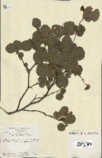 spécimen de Coccoloba leoganensis