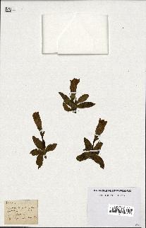 spécimen de Gentiana kochiana
