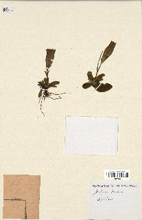 spécimen de Gentiana kochiana