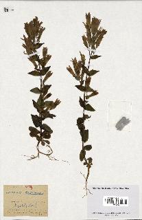 spécimen de Gentiana germanica