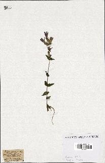 spécimen de Gentiana germanica